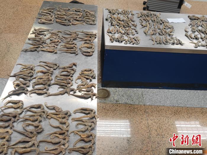 首都机场海关查获入境旅客违规携带干海马